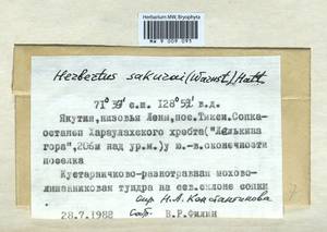 Herbertus dicranus (Taylor) Trevis., Гербарий мохообразных, Мхи - Якутия (B19) (Россия)