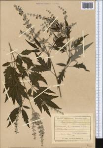 Vitex negundo var. negundo, Средняя Азия и Казахстан, Копетдаг, Бадхыз, Малый и Большой Балхан (M1) (Туркмения)