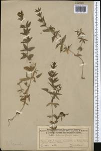 Марена татарская (Trevir.) F.Schmidt, Средняя Азия и Казахстан, Муюнкумы, Прибалхашье и Бетпак-Дала (M9) (Казахстан)