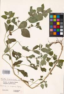 MHA 0 158 450, Mentha × verticillata L., Восточная Европа, Литва (E2a) (Литва)