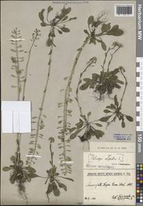 Ноккея сизоватая (J.Presl & C.Presl) F.K.Mey., Восточная Европа, Северо-Западный район (E2) (Россия)