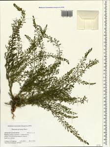 Ленец ветвистый Hayne, Крым (KRYM) (Россия)