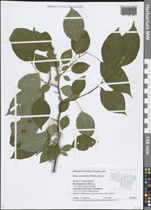 Яблоня сливолистная, Китайка (Willd.) Borkh., Восточная Европа, Центральный район (E4) (Россия)