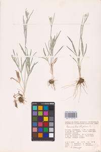 Лютик иллирийский L., Восточная Европа, Нижневолжский район (E9) (Россия)