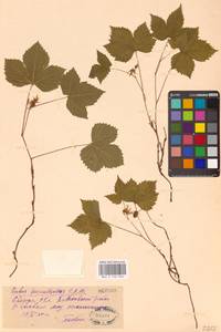 Костяника хмелелистная C.A.Mey., Восточная Европа, Восточный район (E10) (Россия)