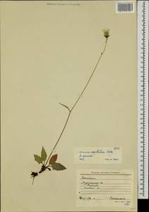 Hieracium fuscocinereum subsp. sagittatum (Lindeb.) S. Bräut., Восточная Европа, Северный район (E1) (Россия)