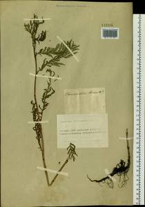 Tanacetum vulgare subsp. vulgare, Сибирь, Алтай и Саяны (S2) (Россия)