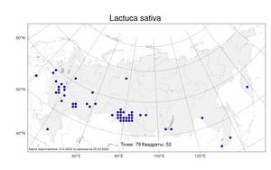 Lactuca sativa, Латук посевной, Салат L., Атлас флоры России (FLORUS) (Россия)