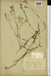 Гвоздика пышная L., Восточная Европа, Белоруссия (E3a) (Белоруссия)