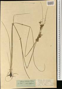 Ситник орхонский Novikov, Монголия (MONG) (Монголия)