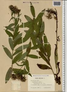 Pentanema salicinum subsp. salicinum, Восточная Европа, Латвия (E2b) (Латвия)