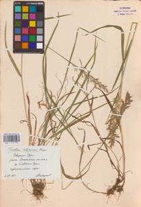 Sibirotrisetum sibiricum (Rupr.) Barberá, Восточная Европа, Восточный район (E10) (Россия)