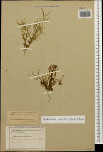 Sisymbrium pumilum Stephan, Кавказ, Азербайджан (K6) (Азербайджан)