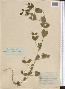 Lathyrus oleraceus Lam., Средняя Азия и Казахстан, Памир и Памиро-Алай (M2) (Таджикистан)