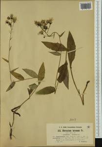 Hieracium jurassicum subsp. elegantissimum (Zahn) Gottschl., Западная Европа (EUR) (Германия)