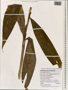 Hedychium forrestii Diels, Зарубежная Азия (ASIA) (Вьетнам)
