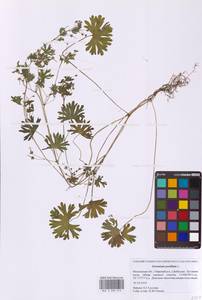 Герань маленькая, Герань мелкая L., Восточная Европа, Московская область и Москва (E4a) (Россия)