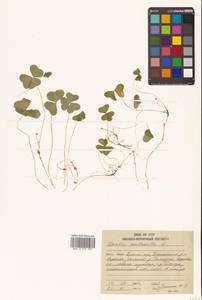 Кислица обыкновенная L., Сибирь, Дальний Восток (S6) (Россия)