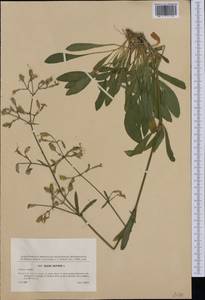 Смолевка поникшая L., Западная Европа (EUR) (Чехия)