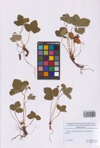 Земляника лесная L., Восточная Европа, Московская область и Москва (E4a) (Россия)