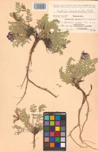 Остролодочник камчатский Hultén, Сибирь, Чукотка и Камчатка (S7) (Россия)