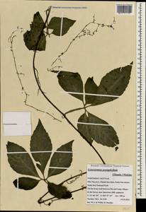 Gynostemma pentaphyllum (Thunb.) Makino, Зарубежная Азия (ASIA) (Вьетнам)