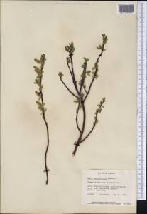 Salix myrtillifolia Anderss., Америка (AMER) (США)