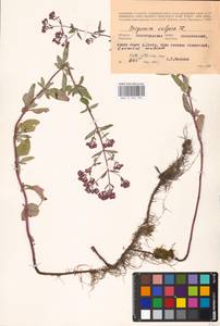 MHA 0 156 704, Душица обыкновенная L., Восточная Европа, Нижневолжский район (E9) (Россия)