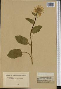 Doronicum grandiflorum Lam., Западная Европа (EUR) (Австрия)