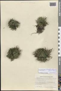 Selaginella graniticola Jie Yang bis & X.C.Zhang, Сибирь, Дальний Восток (S6) (Россия)
