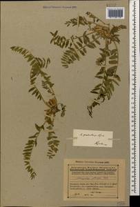 Astragalus pseudoutriger Grossh., Кавказ, Армения (K5) (Армения)