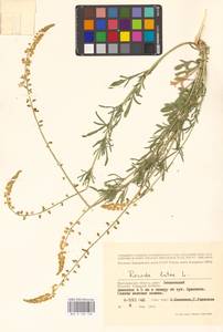 Резеда желтая L., Восточная Европа, Нижневолжский район (E9) (Россия)