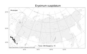 Erysimum cuspidatum, Желтушник щитовидный (M.Bieb.) DC., Атлас флоры России (FLORUS) (Россия)