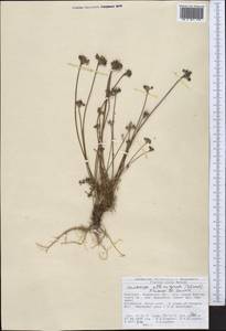 Окаймленноплодник белоокаймленный (Schrenk) Pimenov & Lavrova, Средняя Азия и Казахстан, Северный и Центральный Тянь-Шань (M4) (Киргизия)