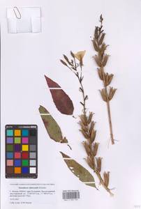 Oenothera × rubricaulis Kleb., Восточная Европа, Московская область и Москва (E4a) (Россия)