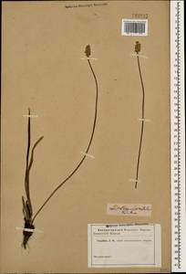 Plantago atrata subsp. spadicea Pilg., Кавказ (без точных местонахождений) (K0)