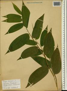 Olyra latifolia L., Африка (AFR) (Эфиопия)