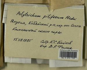 Polytrichum piliferum Hedw., Гербарий мохообразных, Мхи - Якутия (B19) (Россия)