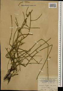 Хондрилла ситниковидная L., Кавказ, Азербайджан (K6) (Азербайджан)