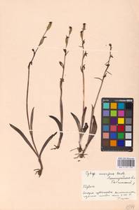 Ophrys insectifera subsp. insectifera, Восточная Европа, Северо-Западный район (E2) (Россия)