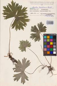 Aconitum lycoctonum subsp. lasiostomum (Rchb.) Warncke, Восточная Европа, Центральный район (E4) (Россия)
