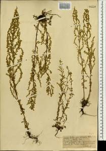 Полынь веничная, Полынь метельчатая Waldst. & Kit., Монголия (MONG) (Монголия)