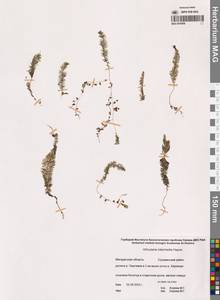 Пузырчатка средняя  Hayne, Сибирь, Чукотка и Камчатка (S7) (Россия)