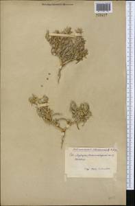 Галимокнемис твердоплодный (Pall.) C. A. Mey., Средняя Азия и Казахстан, Сырдарьинские пустыни и Кызылкумы (M7) (Узбекистан)