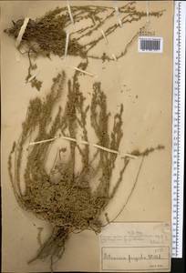 Полынь холодная Willd., Средняя Азия и Казахстан, Муюнкумы, Прибалхашье и Бетпак-Дала (M9) (Казахстан)