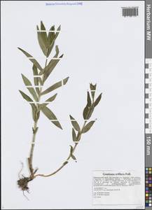 Горечавка трехцветковая Pall., Сибирь, Дальний Восток (S6) (Россия)