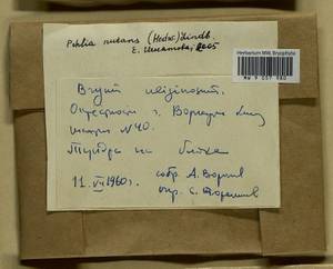 Pohlia nutans (Hedw.) Lindb., Гербарий мохообразных, Мхи - Архангельская и Вологодская области, Коми, Ненецкий АО (B7) (Россия)
