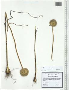 Allium guttatum subsp. sardoum (Moris) Stearn, Западная Европа (EUR) (Румыния)