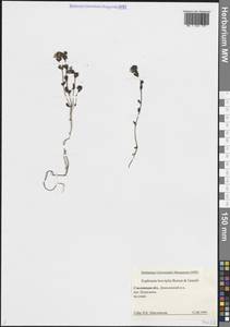 Euphrasia × vernalis List, Восточная Европа, Западный район (E3) (Россия)