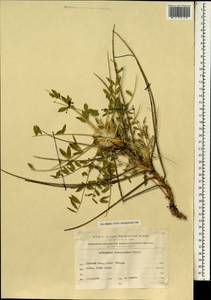 Astragalus oleaefolius DC., Зарубежная Азия (ASIA) (Израиль)